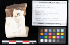 Foto (Objekt + Etikett) von Xylomites ambiguus Ettingshausen (NHMW-GEO-2024-0188-0069)